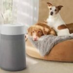The 7 Best Air Purifiers You Can Count On (2026)